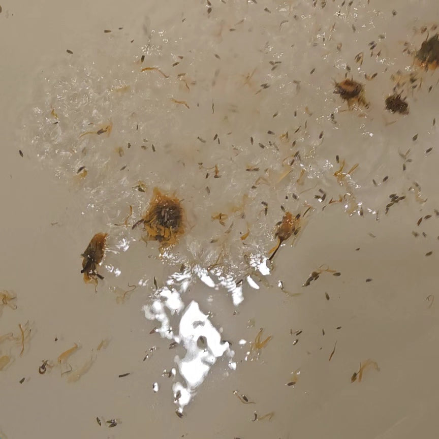 Perineal Goddess Sitz Bath